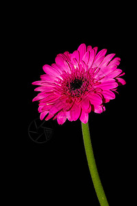 一束粉红色的非洲菊通常与早日康复信息一起发送背景