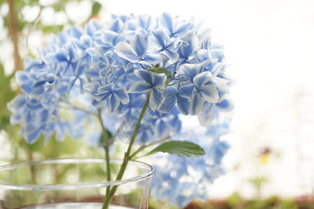 花瓶中的蓝色和白色Hydr图片