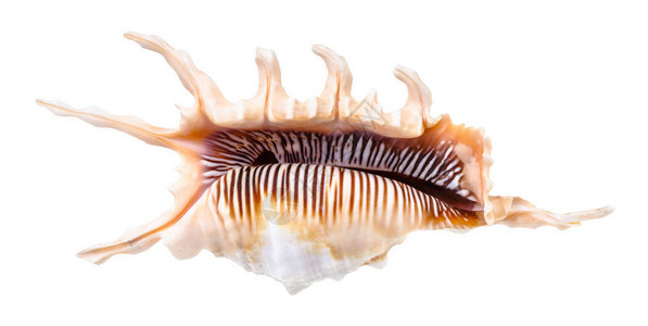 白色背景上孤立的骨螺蜗牛空海螺图片