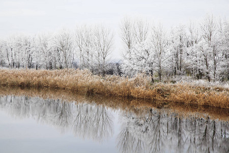 白霜中的树木河岸上倒影冬日霜冻图片