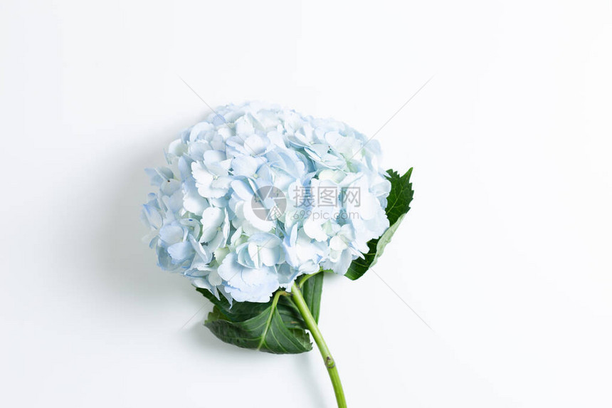 白色背景上的鲜蓝色花朵顶视图图片