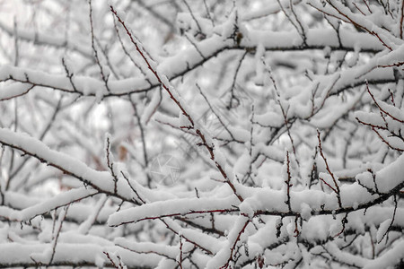 树枝上覆有以雪为背景的树枝图片