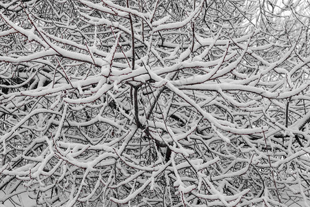 树枝上覆有以雪为背景的树枝图片