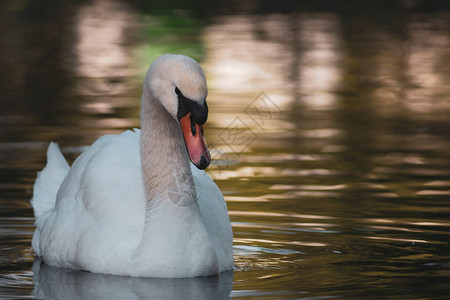 在水池图像选择焦点中画出一只美丽的白天鹅西格图片