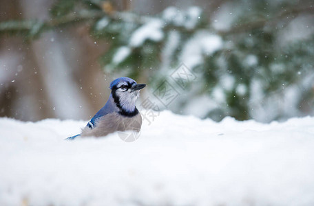 冬季森林中鸟的特写镜头图片