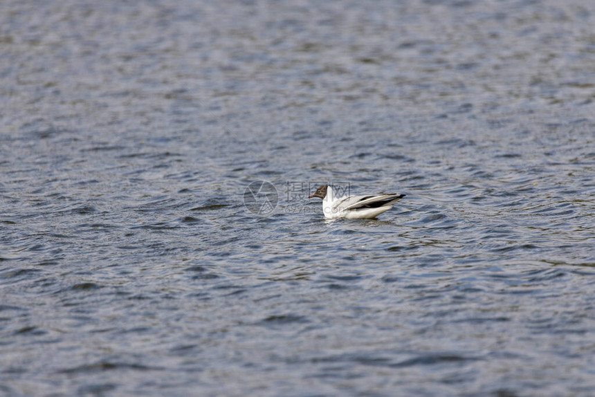 河鸥在湖中游泳图片