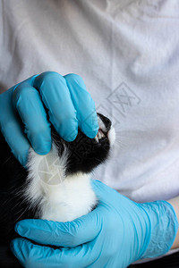 一位兽医在诊所检查一只黑猫的牙齿图片
