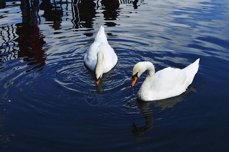 两只白天鹅在湖中以水为食图片