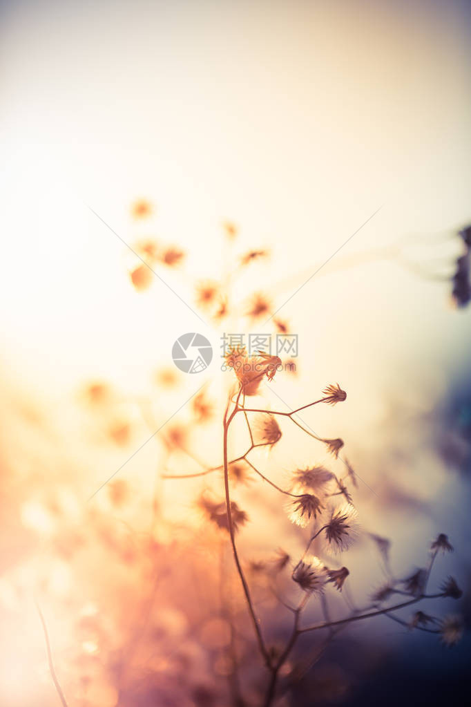 花是小白有阳光背景图片