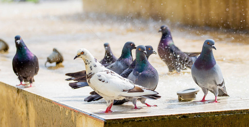 在炎热的天气喷泉附近的鸽子图片