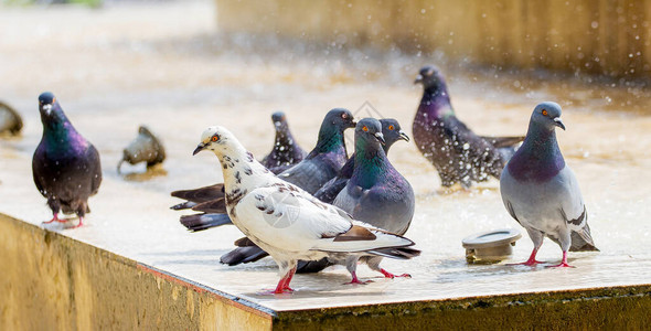 在炎热的天气喷泉附近的鸽子图片