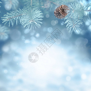美丽的白雪皑的冬季景观与雪冷杉树枝雪花和锥冬天背景图片