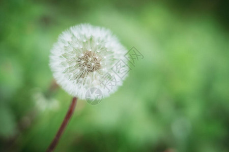 蒲公英花的柔软图片