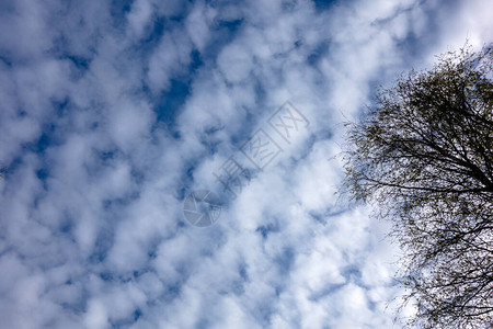蓝天上的白云一棵树图片
