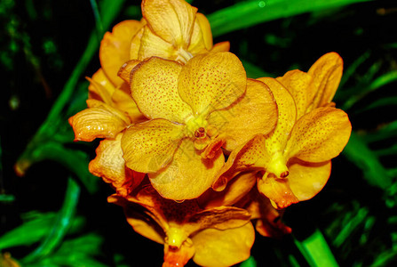 五颜六色的兰花关闭兰花植物花朵呈图片