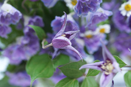 花园里美丽的紫色花朵和雏菊图片