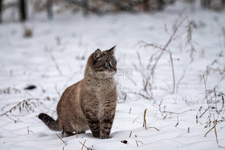 冬天可爱的蓝眼小猫被雪崩惊吓到了冬天是美丽的小猫户外图片
