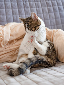 美丽的可爱猫咪在时髦的床上舔他的爪子在房间背景上充图片