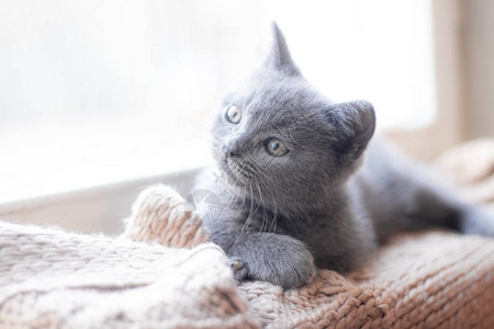 一只英国小猫躺在窗台上可爱的小猫杂志宠物灰色的小猫休息图片