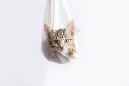 用吊床包裹的小猫白色背景上的可爱小猫图片