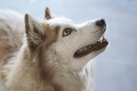 华丽的西伯利亚胡斯基狗肖像蓝色眼睛的哈高清图片