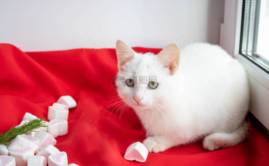 小白猫在红色背景上带着棉花糖心看图片