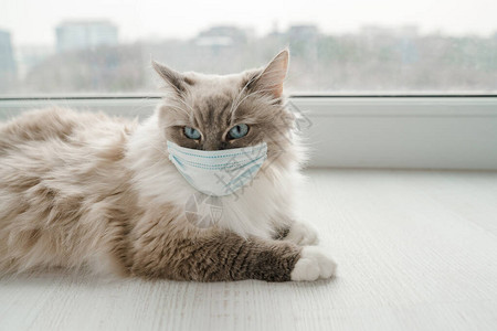 一只穿着小医疗面具的毛绒Neva化装猫就在窗户附图片