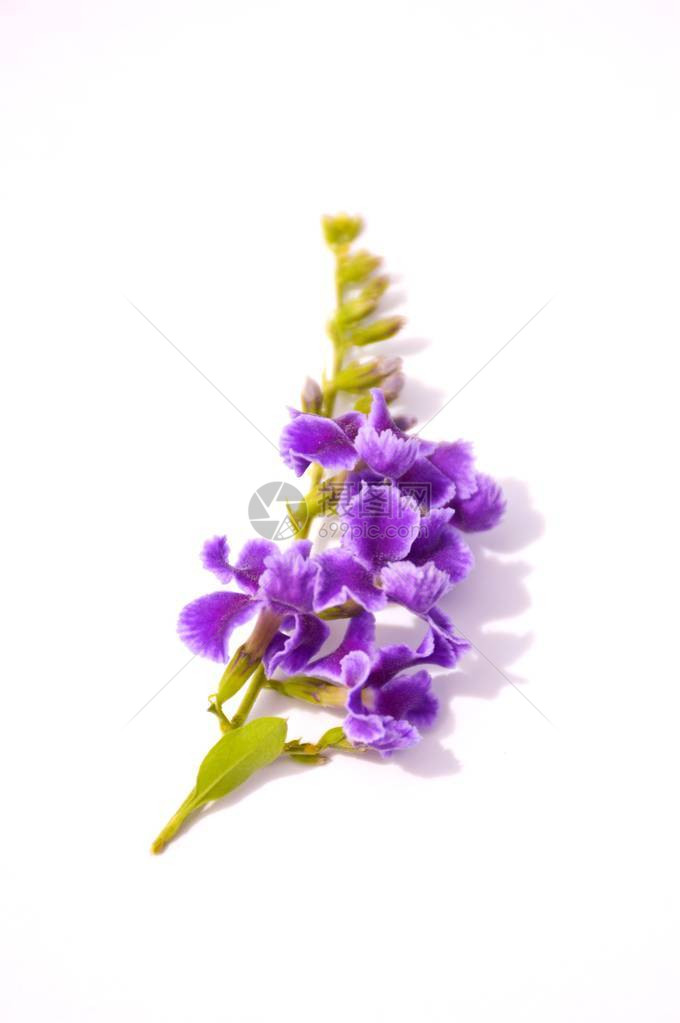 白纸上的紫色鸽子浆果花图片