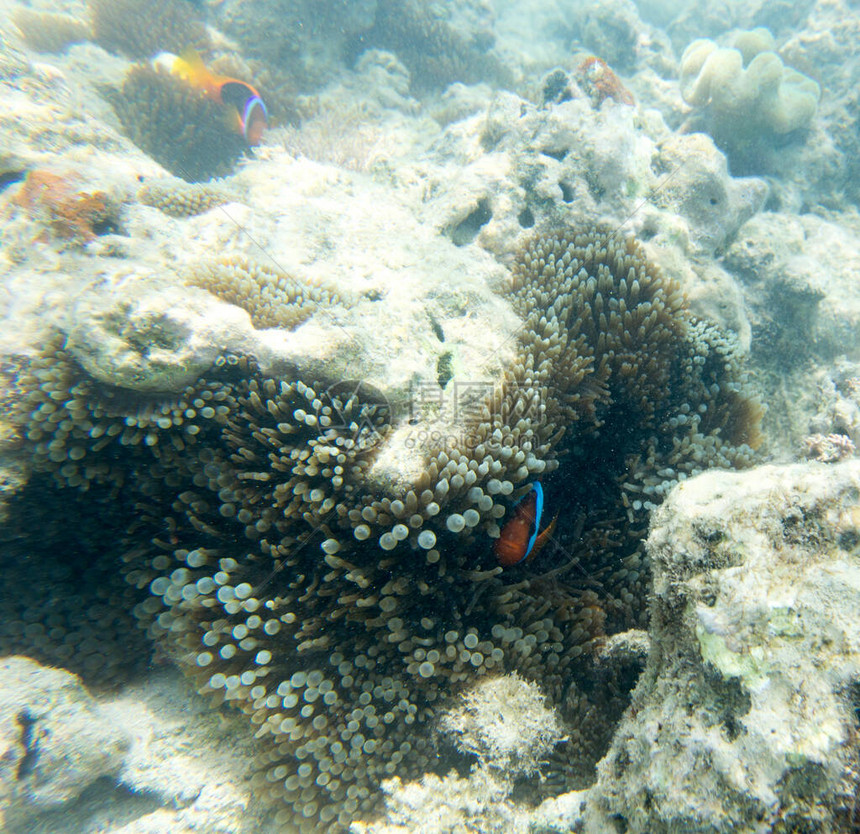 amphiprion鱼在海中的海葵中图片