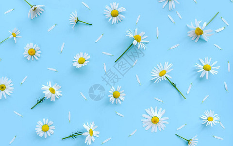 柔和的春天雏菊与柔和的蓝色背景上的白色花瓣图片