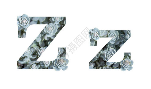 字母Z大写和小写隔离在白色背景上用照片植物多汁景天孤立装饰的图片