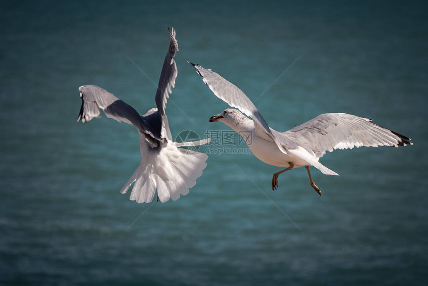 近距离的野生物照片显示两只灰色黑色和白色海鸥在半空中徘徊图片
