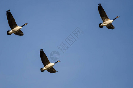 三只加拿大鹅在蓝天飞翔图片