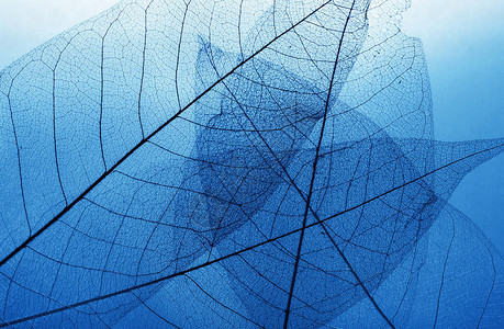 自然蓝色背景秋天落下的骷髅叶子2020流行色图片