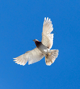 一只鸽子在蓝天下飞行图片
