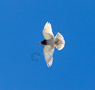 一只鸽子在蓝天下飞行图片