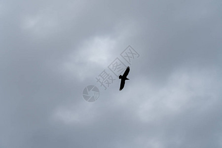 灰色天空中的孤鸟掠夺图片