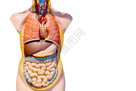 白底分离的腹部肠型模人类内部器官以图片