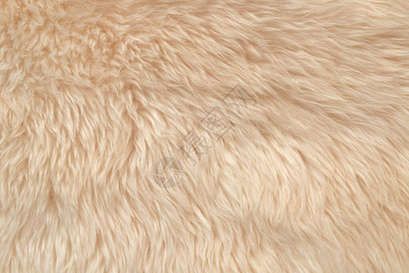 白色柔软的羊毛质地背景棉毛轻质天然动物羊毛白色蓬松毛皮的特写质地米色调的羊毛精背景图片