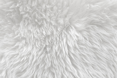 白色顶部纹理背景的白色羊毛浅色天然羊毛白色无缝棉设计师蓬松毛皮质地特写碎片背景图片