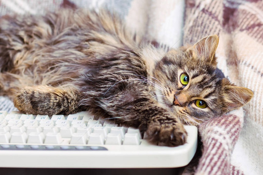 小条纹猫离电脑键盘很图片