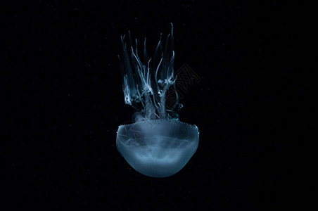 美丽的白色发光透明水母漂浮在黑暗的海洋中图片