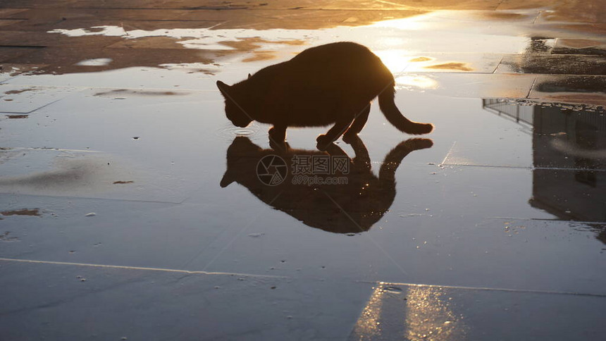 黑猫从水坑里喝水图片