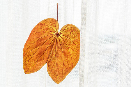 澳鲍抽象的透明与白色窗帘背景上的美丽纹理金叶Bauhiniaaureifolia或YanDaO是一种稀有的藤本植物设计图片