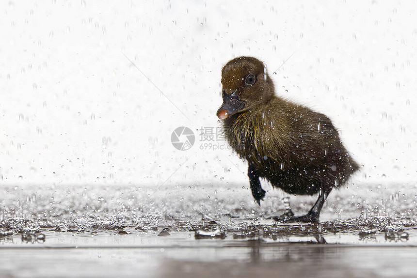 刚出生的小可爱湿小鸭在雨滴下雨天概念图片