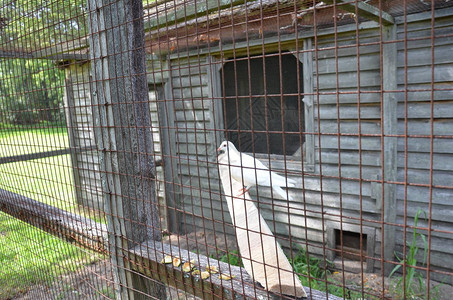 白鸟和生锈的金属笼子苹图片