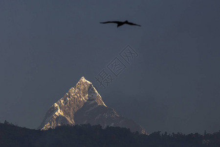 鹰飞越喜马拉雅圣山马查普尔峰尼泊尔图片