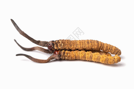 关闭Ophiocordycepssinensis或虫草这是一种草药治疗疾背景图片