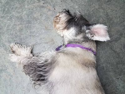 黑白Schnauzer狗宠物用紫领睡图片