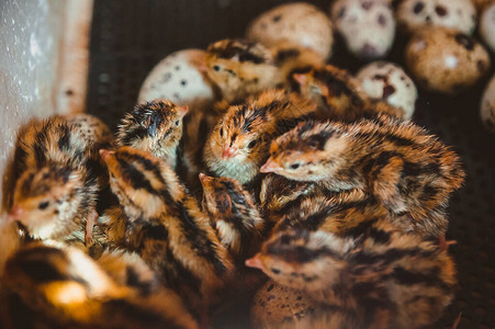 许多鸡聚集在孵化器中家产禽养殖图片